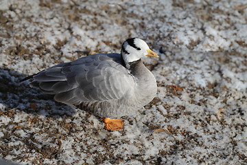 Image showing Beautiful geese walk 