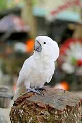 Image showing Beautiful white parrot cockatoo  