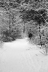 Image showing trees in snow