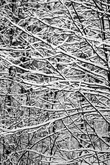 Image showing trees in snow