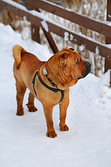 Image showing Beautiful red dog