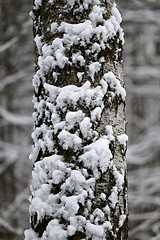 Image showing trees in snow