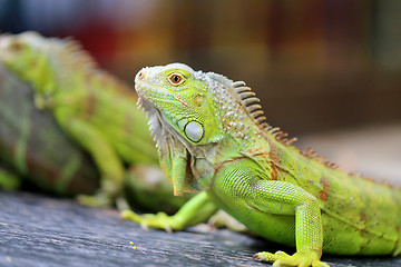 Image showing green lizard iguana 