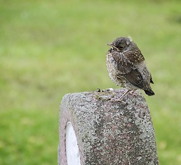 Image showing Young starling