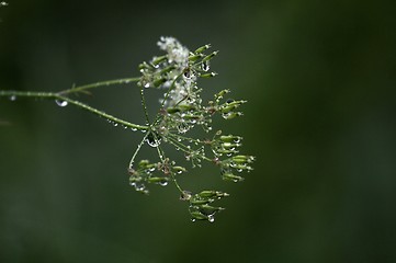 Image showing Wet, wilted flower