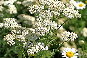 Image showing Common Yarrow