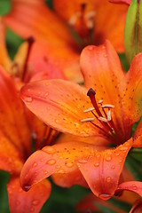 Image showing Garden flowers