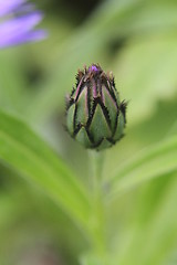 Image showing Flower in spring