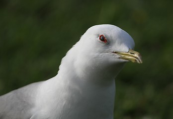 Image showing Gull portrait