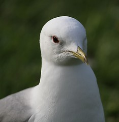 Image showing Gull portrait