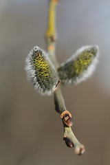 Image showing Willow catkins