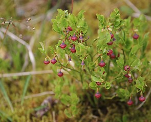 Image showing Blueberry flowers