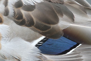 Image showing Duck feathers