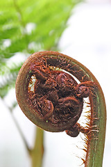 Image showing Fern