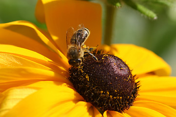 Image showing Bee