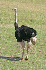 Image showing Ostrich