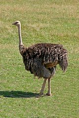 Image showing Ostrich