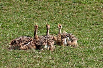 Image showing Ostrich Chicks