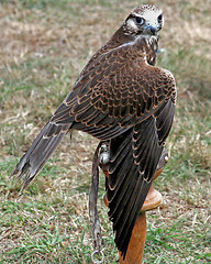 Image showing Kestral