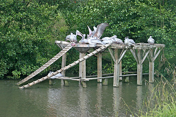 Image showing Pelicans