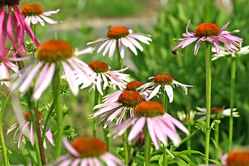 Image showing Purple Coneflower