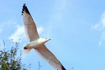 Image showing Seagull