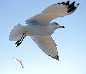 Image showing Seagulls