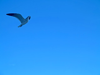 Image showing Seagull