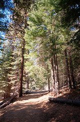 Image showing Hiking in forest
