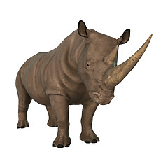 Image showing Wild  Rhinoceros on White