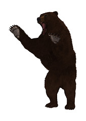 Image showing Grizzly Bear on White