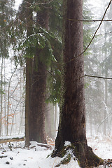 Image showing Winter view of natural forest with dead spruce tree in mist