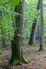 Image showing Monumental hornbeam tree of Bialowieza Forest