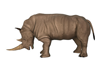 Image showing Wild  Rhinoceros on White