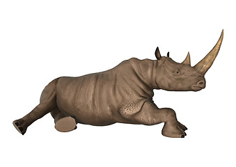 Image showing Wild  Rhinoceros on White