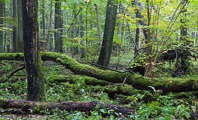 Image showing Old oak tree and water in late fall forest