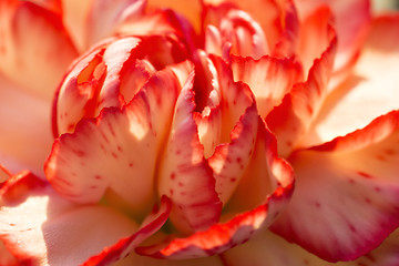 Image showing Carnation flower macro