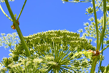 Image showing Giant Hogweed with ripening seeds