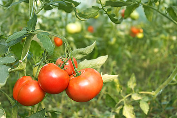 Image showing Red tomatoes ripening in greenhouse