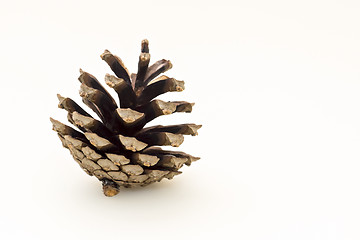 Image showing Pine cone
