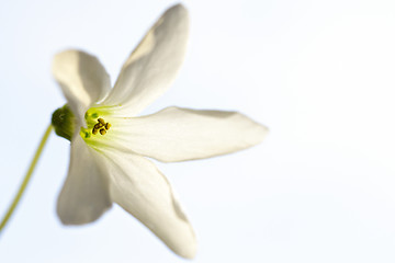 Image showing Macro of small flower