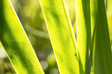 Image showing Lush green vegetation background