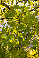 Image showing Vivid leaves of maple