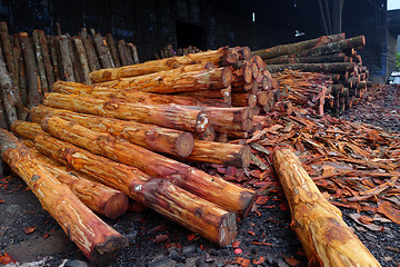 Image showing Mangrove trees  used to make charcoal.