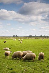 Image showing Herd of sheep in the field