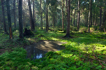 Image showing Open standing water inside coniferous stand