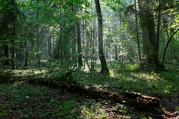 Image showing Misty deciduous stand before sunset