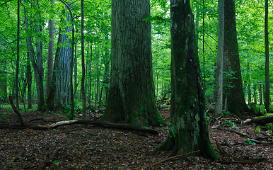 Image showing Deciduous stand in summer with broken trees