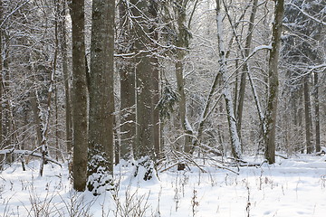 Image showing Trees snow wrapped blizzard after