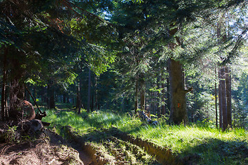 Image showing Summer sunrise in Bieszczady Mountain coniferous stand